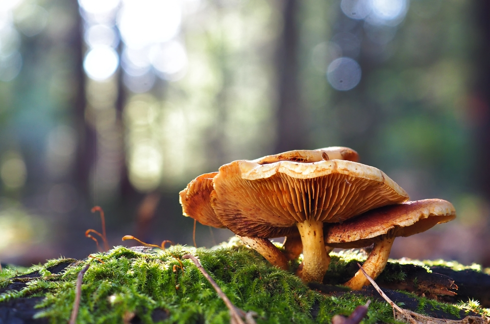 biodiversidade dos cogumelos