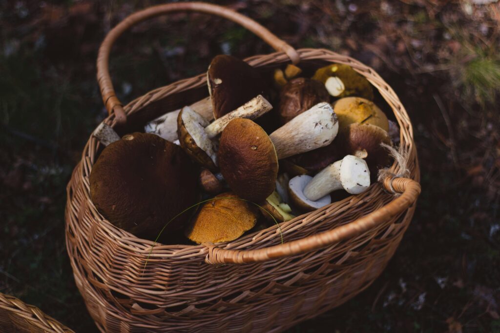 cogumelos e longevidade