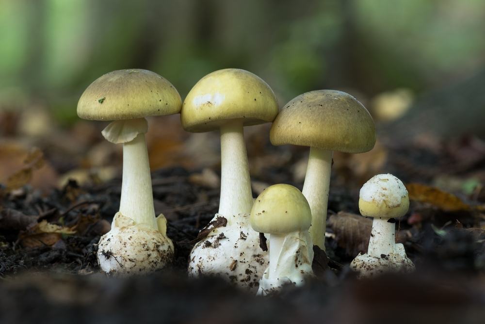 cogumelos e terapias alternativas